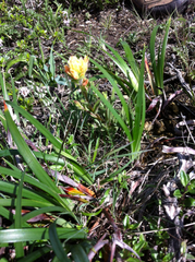 Castilleja affinis neglecta