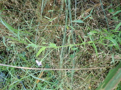Monopsis stellarioides