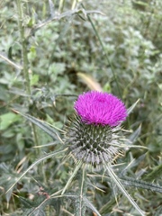 Cirsium vulgare
