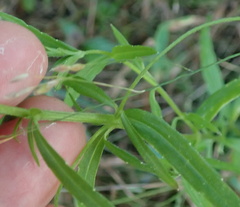 Monopsis stellarioides