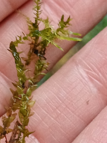 Calliergon cordifolium observed 2026-08-30