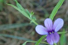 Monopsis stellarioides