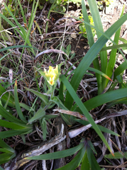 Castilleja affinis neglecta