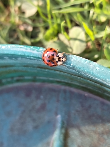 Asian Lady Beetle