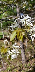 Amelanchier ovalis