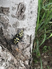 Anoplophora horsfieldii