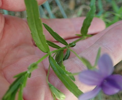 Monopsis stellarioides