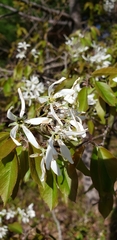 Amelanchier ovalis