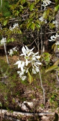 Amelanchier ovalis