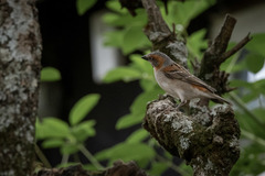 Passer rufocinctus