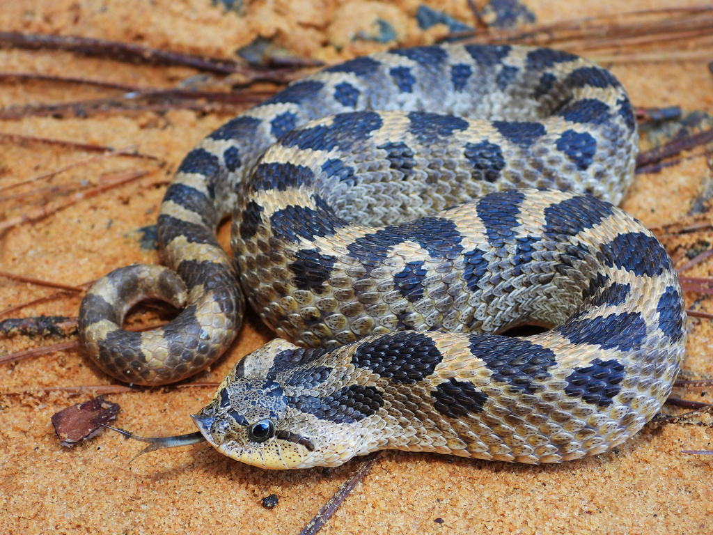 Southern Hognose Snake
