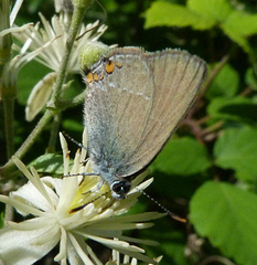 Satyrium acaciae