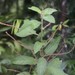 Acalypha nemorum - Photo 由 Ian McMaster 所上傳的 (c) Ian McMaster，保留部份權利CC BY-NC