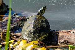 Pseudemys peninsularis