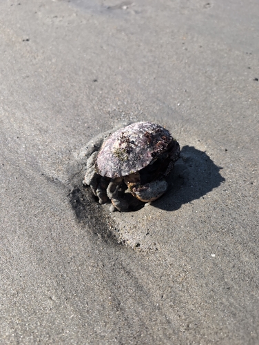 Jonah Crab