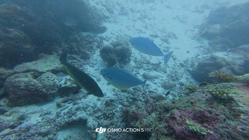 Naso hexacanthus observed 2026-10-08
