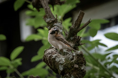 Passer rufocinctus