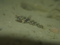 Hemigobius hoevenii