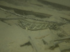 Hemigobius hoevenii