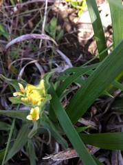 Castilleja affinis neglecta