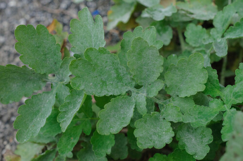 Erysiphe macleayae