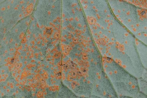 Coleosporium tussilaginis