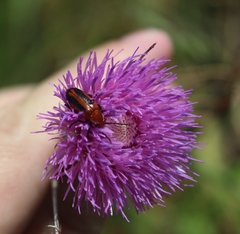 Nemognatha piazata