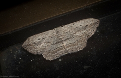 Scopula desita