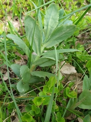 Hylotelephium maximum