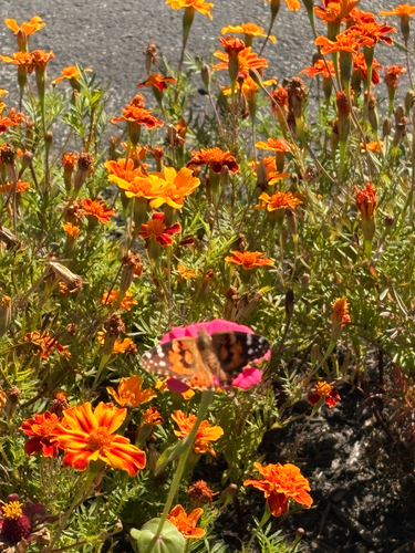 Painted Lady