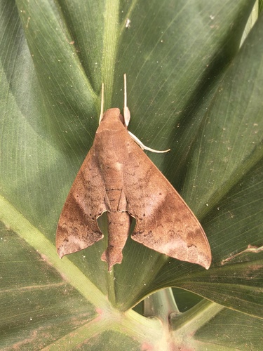 Lesser Ficus Sphinx