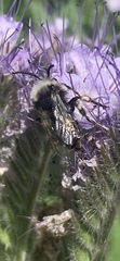 Melecta albifrons