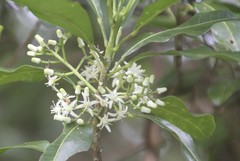 Acronychia oblongifolia