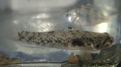 Pseudogobius taijiangensis