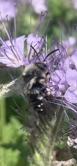 Melecta albifrons