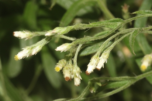 Pseudognaphalium ramosissimum observed 2026-09-22
