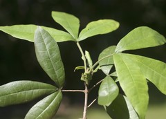 Acronychia pubescens