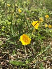 Potentilla aurea