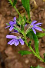 Scaevola humilis