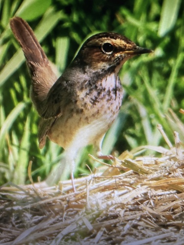 Bluethroat
