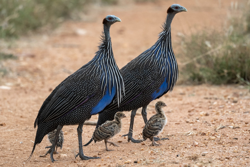 Vulturine Guineafowl photo