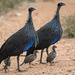 Vulturine Guineafowl - Photo (c) Joni Overbosch, some rights reserved (CC BY-NC), uploaded by Joni Overbosch