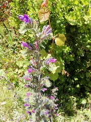 Echium tuberculatum