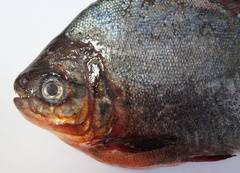 Piaractus brachypomus