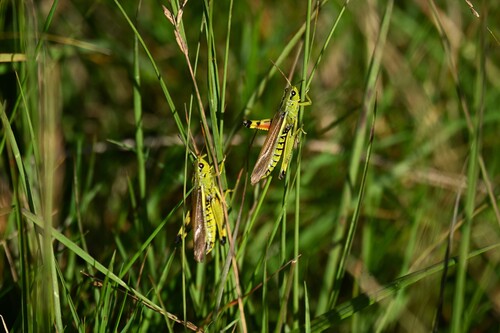 Large Marsh Grasshopper, Nationaal Park Dwingelderveld, Dwingeloo, Netherlands, photo 5 of 10
