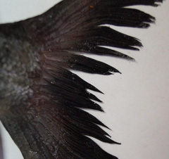 Piaractus brachypomus