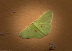 Comostola leucomerata