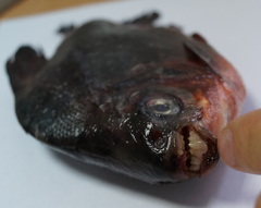 Piaractus brachypomus