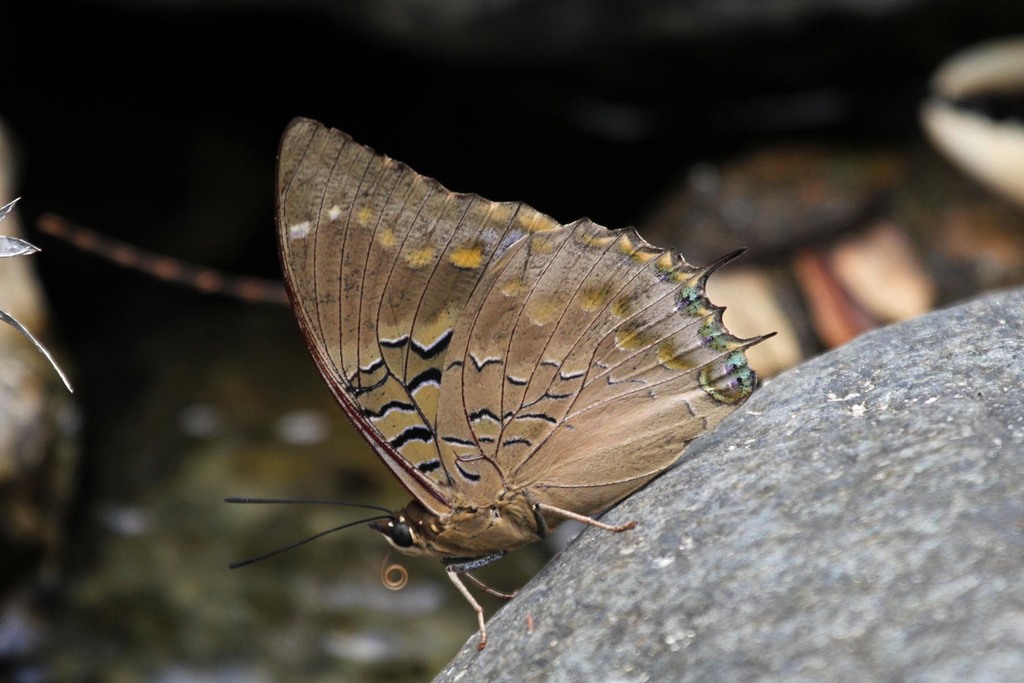 Blue-spotted Charaxes