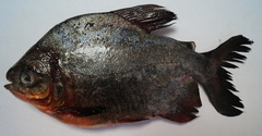 Piaractus brachypomus